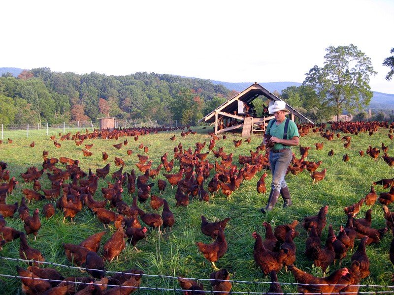 #JoelSalatin geeft #Masterclass, 20-21 april in Kamerik. Zie salatinnaarnederland.nl De bouten en moeren van het succesvolle #PolyfaceFarms (VS) in twee dagen vol grondige principes, cijfers, struikelblokken en oerslimme oplossingen. Boeren met de aarde te leen van de toekomst.