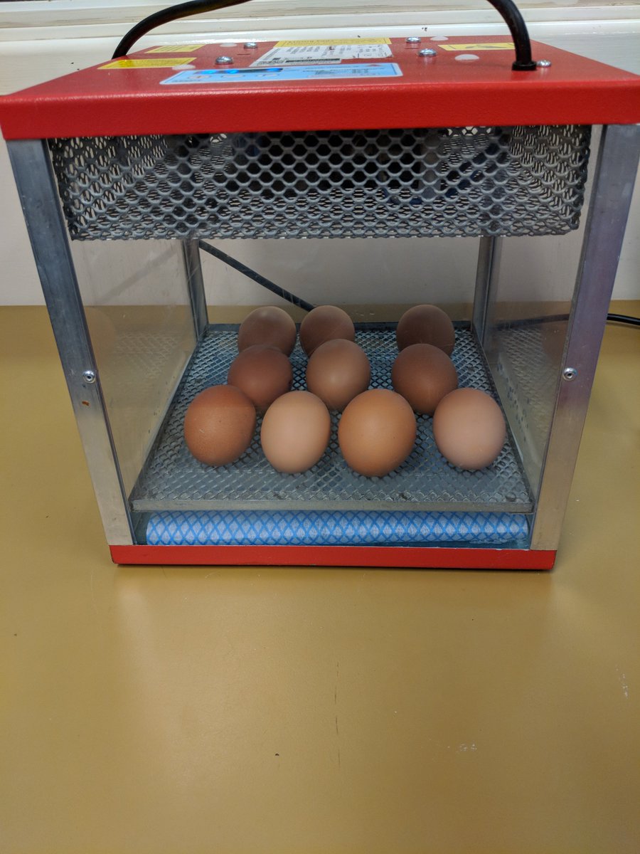 Sci_Cathedral's tweet photo. Say hi to the newest members of the Cathedral Science team... 10 chickens ready to hatch. Eggciting newly born chickens on the way! #eggperiment #chickens #newlyborn #cathedralacademy 🐔🐔🐔🥚🥚🥚 https://t.co/FDskm5J444