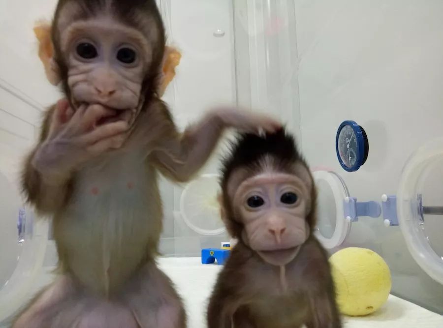 PhoenixLifeCode's tweet image. Zhong Zhong and Hua Hua, the world’s first pair of clone monkeys that are produced using the same technique that created Dolly, were born in China recently. Researchers hope that this advancement can help reduce the number of primates used in animal testing.