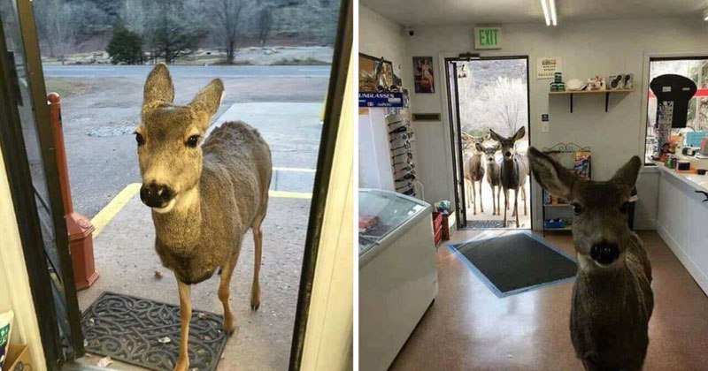 Distinctboxes's tweet image. A deer entered one of the shops in Colorado. The shop owner gave him some chocolate biscuits and chocolate. He came out of the store and returned after half an hour with all his family members. Photograph via Satar