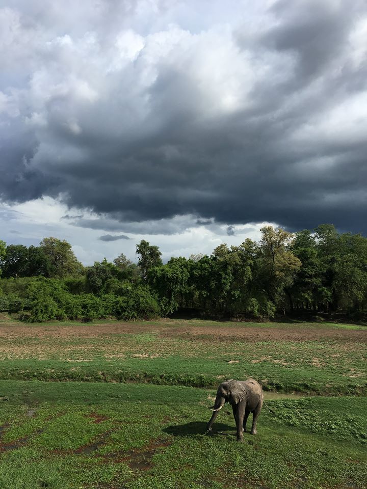 Gorgeous Emerald Season sky!

Photo by <a href="/isakpretorius/">Isak Pretorius</a>. #Zambia #Safari #Wildlife #Safari 

bit.ly/2qMivPe