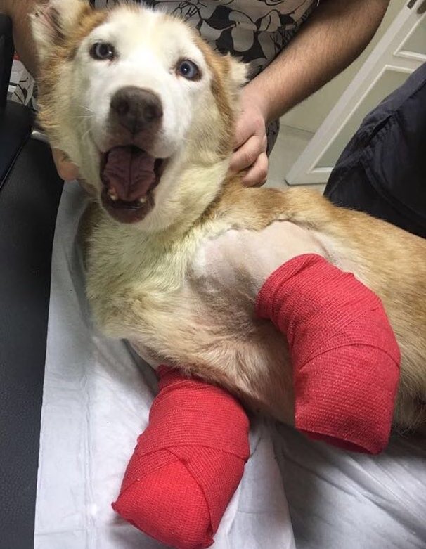 Üç bacağımda dirseklerim’den ampute oldu 😞💙 Protezlerimi bekliyorum 💙 #diren #direnkuzusu #HayvanaSiddetSuctur #HayvanaSiddetSuctur