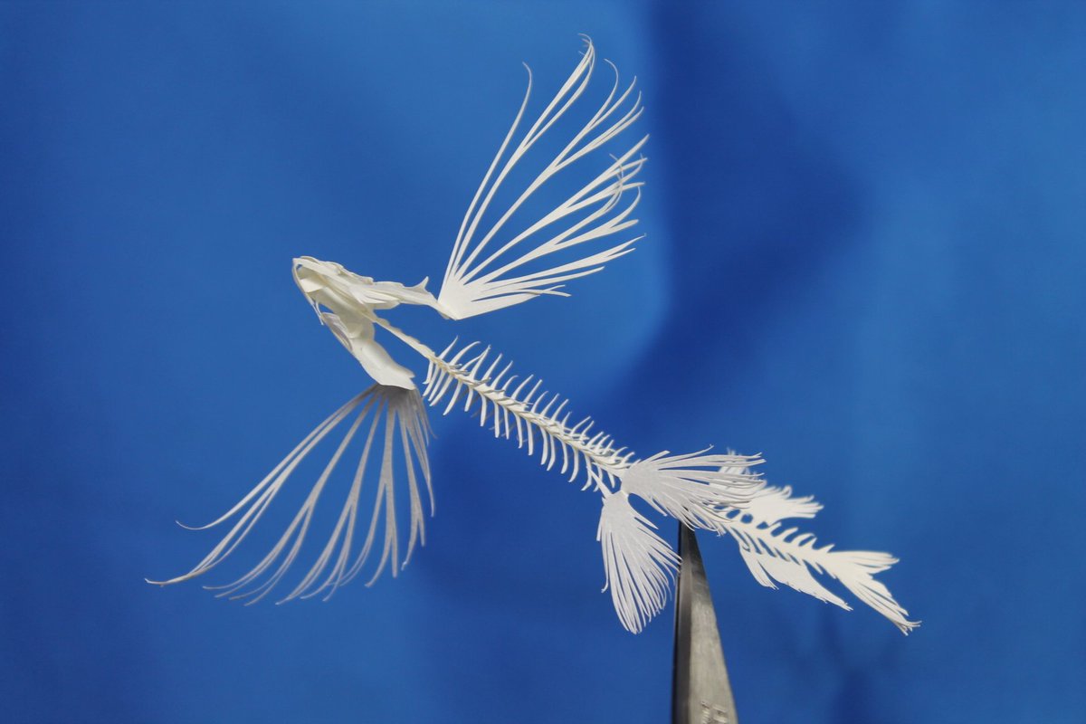 しざーはんず 次は未定 でも作る そこに生き物がいる限り 今日はトビウオの骨格を作ってみたんだよ これも以前から作ろうと思ってたものです 作ってみて イメージより胸鰭は短いんだな と思いました ちなみに種の特定はムリ ゞ T Co