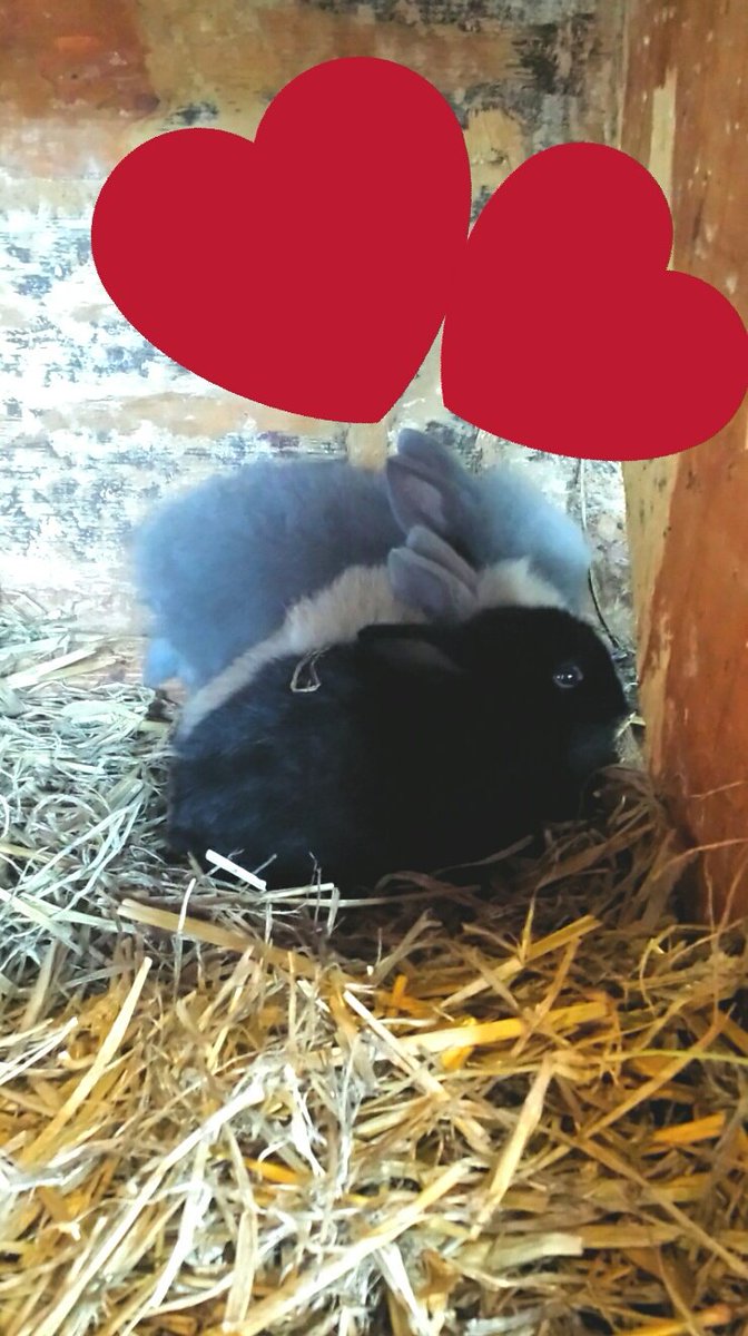 ZbRefaja's tweet photo. We hebben weer hele schattige❤❤❤ babykonijntjes....Donut is weer mama geworden van 2grijze🐰🐰,1bruine🐰 en 1zwart konijntje🐰... https://t.co/ECYutXTEoq