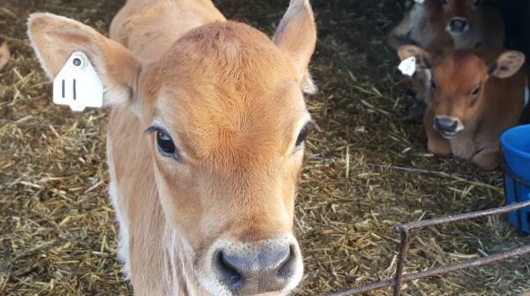 eWayFDN's tweet photo. You from Jersey? I’m from #Jersey #BarnLife https://t.co/UrXWbNbl2V
