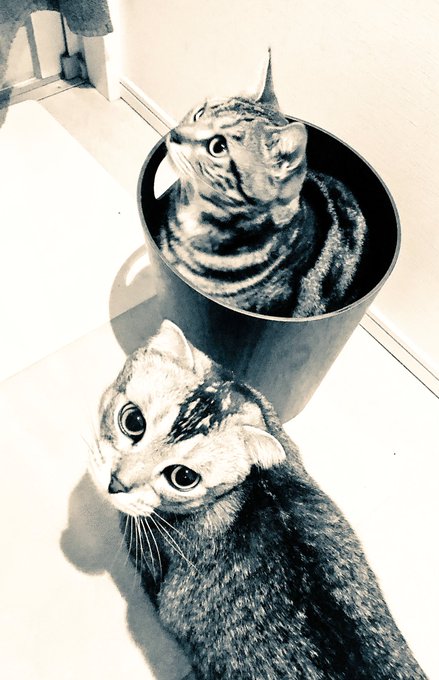 もん太のtwitterイラスト検索結果