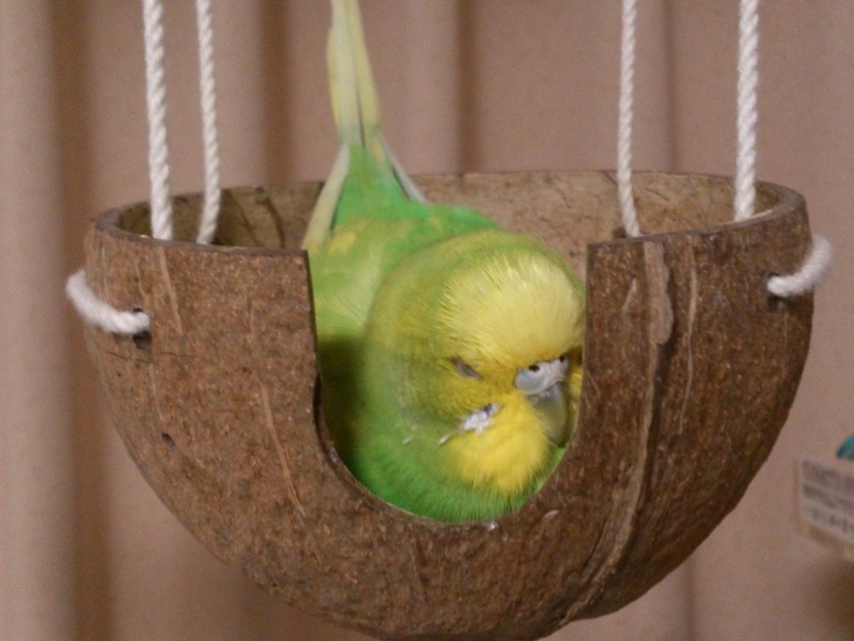 青空インコ Twitterren とりきち横丁さんのココナッツボウル 面白そうなのでつけてみた セキセイインコも可愛いぞ委員会 青空インコ Twitterren とりきち横丁さんのココナッツボウル 面白そうなのでつけてみた セキセイインコも可愛いぞ委員会