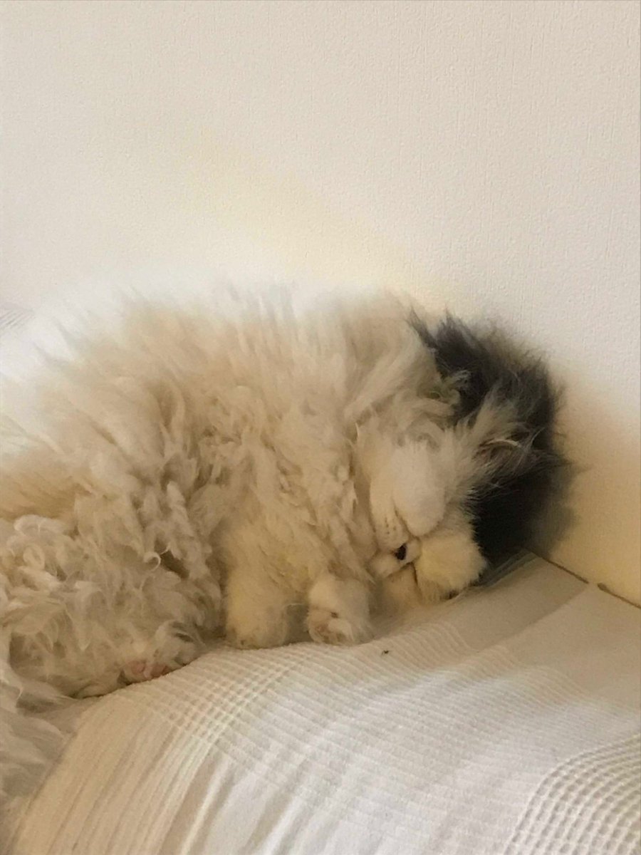 Mycrazycrazcats's tweet photo. Sir Thomas, il gatto piu' pigro del mondo. Sono le 8 del mattino https://t.co/AZcv2iOtrt