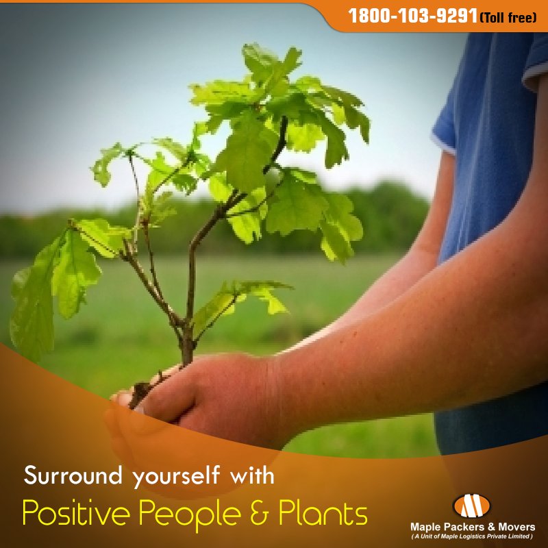 MaplePackers's tweet image. Plant Relocation might be considered a joke, but it’s not. There is nothing wrong with taking your plants to your new home. Contact Maple for plant relocation services! bit.ly/2tjT5YG
#Maplepackersandmovers
#Plantrelocation