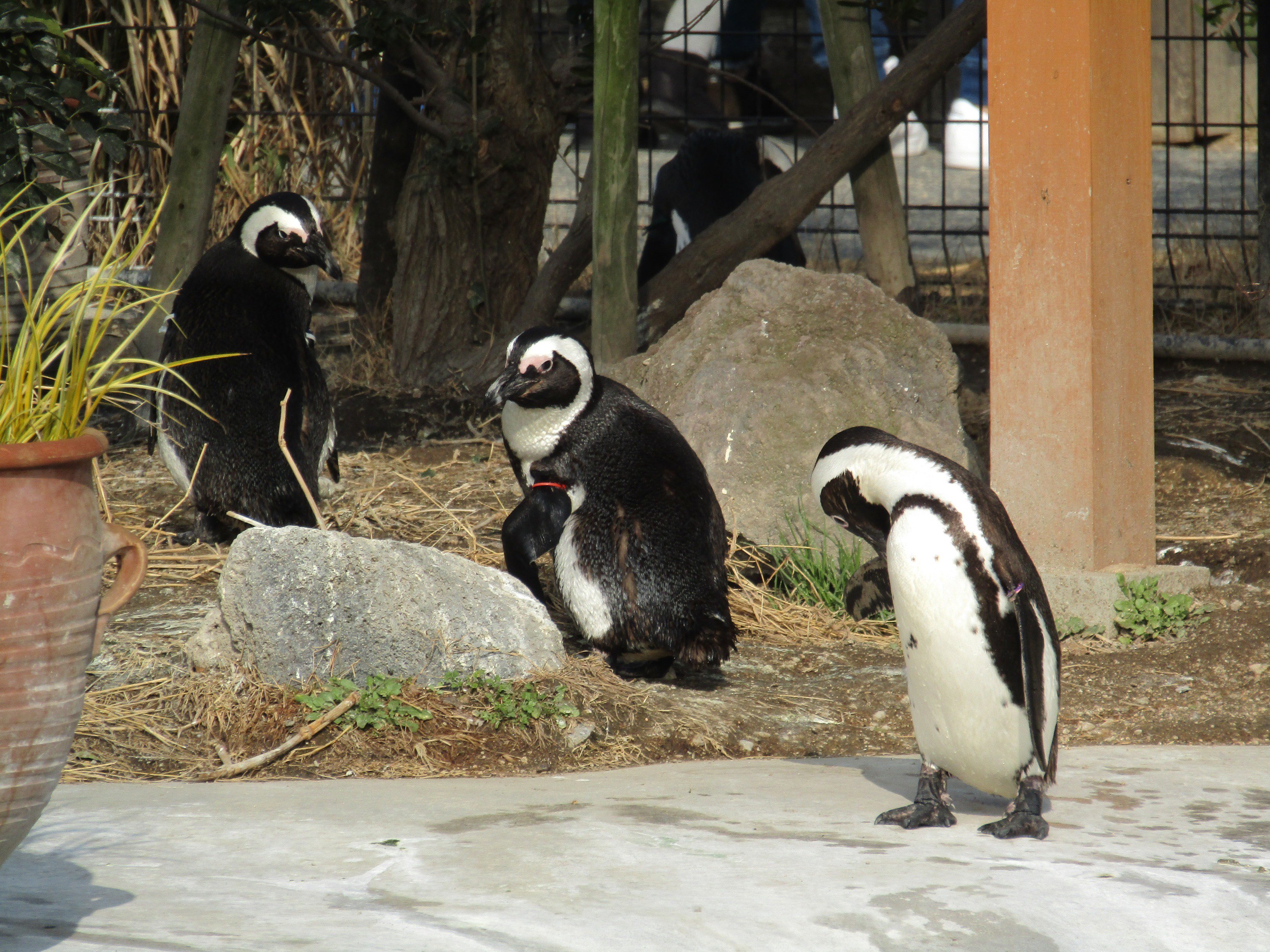 あ が い ん せ く 神戸どうぶつ王国 ペンギンウォーク にて 18 1 撮影 T Co Fasy5qxkz3 Twitter