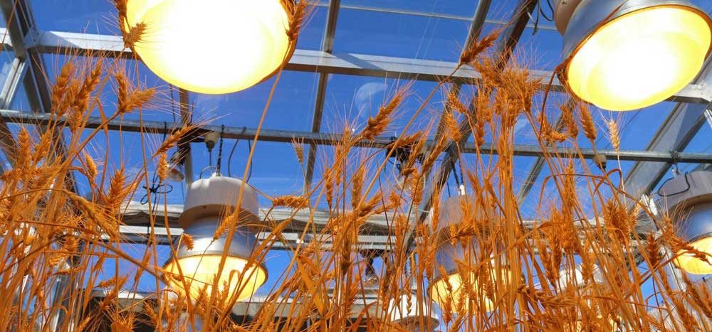 liniLED's tweet image. Speed Breeding with LED Lamps Cuts Crop Growth Time by Half bit.ly/SpeedBreeding #speedbreeding #LED #technology #research