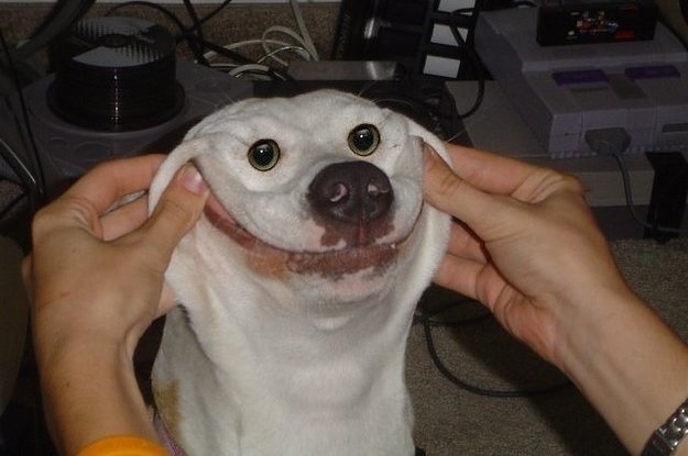 TOPViralZcom's tweet photo. https://t.co/LnXlKfo5ty | Funny Dog Smile. Funny Dog Pictures You’re Going To Love. https://t.co/MijKHvKxdM https://t.co/kl4nZrur8e