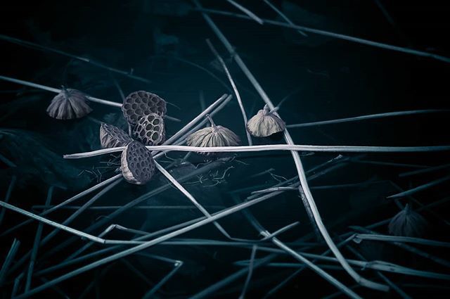 macoteauT's tweet photo. lotus
#snap #street #japan #tokyo #infrared #nex5n #zeiss #macoteau #streetphoto #streetphotography #igersjp #wu_japan #instagood #urbanscape #thecreatorclass #inspirationcultmag #ig_japan #urbanphotography #shootermag_japan #photooftheday #team_jp_ #1x… https://t.co/hXEMjGI93p https://t.co/ZCYQ3hDbgR