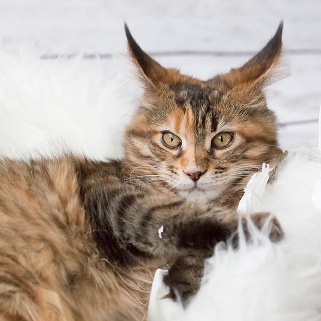 Andrea Mayerhofer On Twitter Offended Maine Coon Kitten