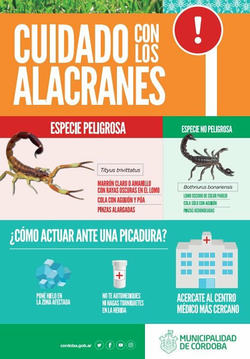 DC_MuniCba's tweet image. Los alacranes se encuentran durante todo el año pero se registra un aumento de su población en esta época del año, sobre todo durante las noches de mucho calor.En caso de ser picado seguí estas recomendaciones.👇👇👇
