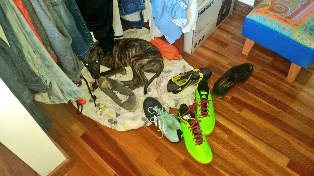 NADA es más peligroso que una MUJER DESPECHADA!

Bajé a pasear a Hiena y cuando subí me encuentro con esta escena:
Se metió con lo único que me importa, con los botines! Y encima agarró 3 pares distintos como para que su desquite no fuera poca cosa.