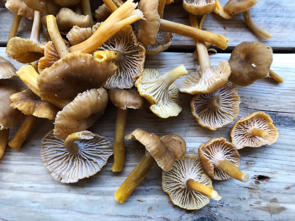 American Chanterelle’s doing well this week✌🏻
.
.
#chanterelle #mushrooms #fungi #wildfungi #wildmushrooms #craterellustubaeformis #mycology