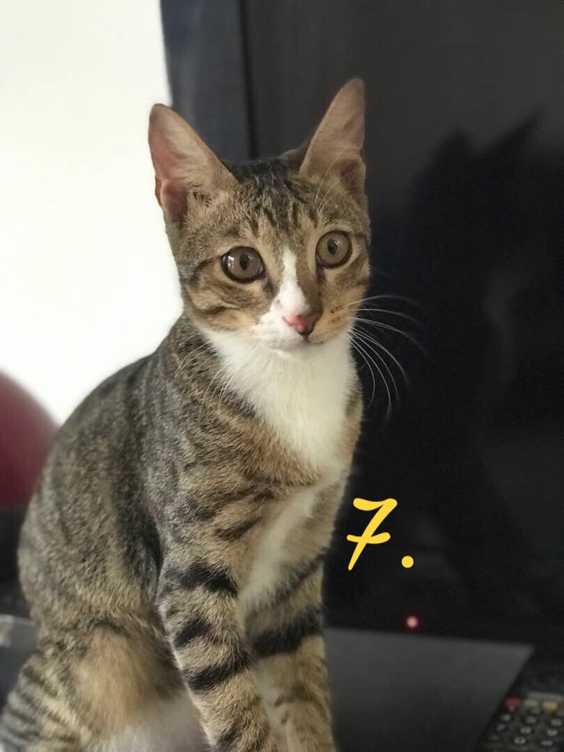 HaiwanJalanan's tweet photo. #ProjekKucingAngkat AREA GOMBAK/KL! Boleh hubungi 0108967785 (Wani) 0173019646 (Zyra)

1. Jantan (3 bulan)
2. Betina (3 bulan)
3. Jantan (3 bulan)
4. Jantan (6 bulan)
5. Betina (6 bulan)
6. Betina (6 bulan)
7. Jantan (6 bulan) https://t.co/Xx24c91S9l