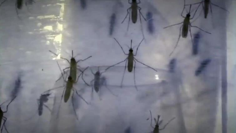Lab-bred mosquitoes flying into South Miami to help combat Zika virus bit.ly/2DOcjZ1?utm_so… https://t.co/NiPqcWrG2a