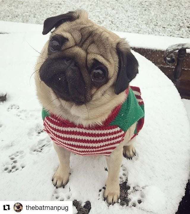 dempugsthough's tweet photo. Shop for pug lovers in bio 👉 @dempugsthough 🐶 Worldwide shipping 🌍✈️. 💗Please follow us: @dempugsthough #gift #ideas #pug #doggosandpuppers #fun #happy #joyfultimes https://t.co/qQlNEgTEin https://t.co/dtELLnZLQh