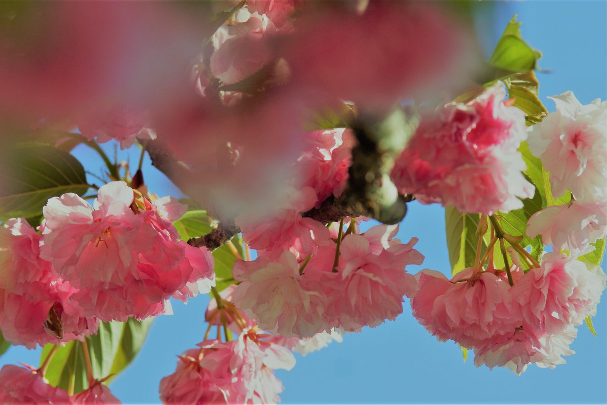 timopomer tweet media