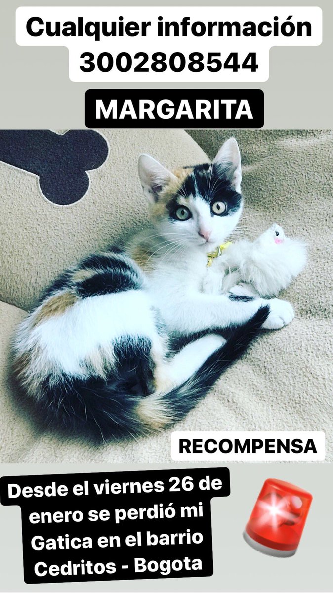 LuisaSanchez8's tweet photo. @MALEJA_RESTREPO AYUDA se perdió mi Gatica en BOGOTA, Cedritos cualquier ayuda compartiendo esta foto es de gran ayuda https://t.co/ZTYL087LKQ