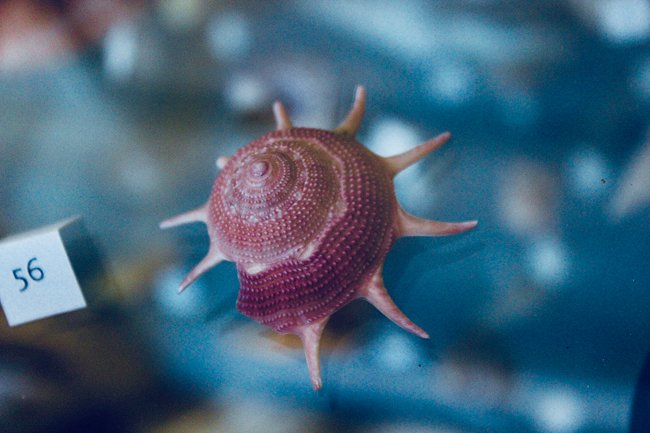 FemoraleShells's tweet photo. Redpath Museum, McGill University, malacology, https://t.co/nnN4uve3Zu #McGillUniversity #RedPathMuseum #Malacology #shells #mollusc #NaturalHistory #Quebec https://t.co/sOSn6fqbql