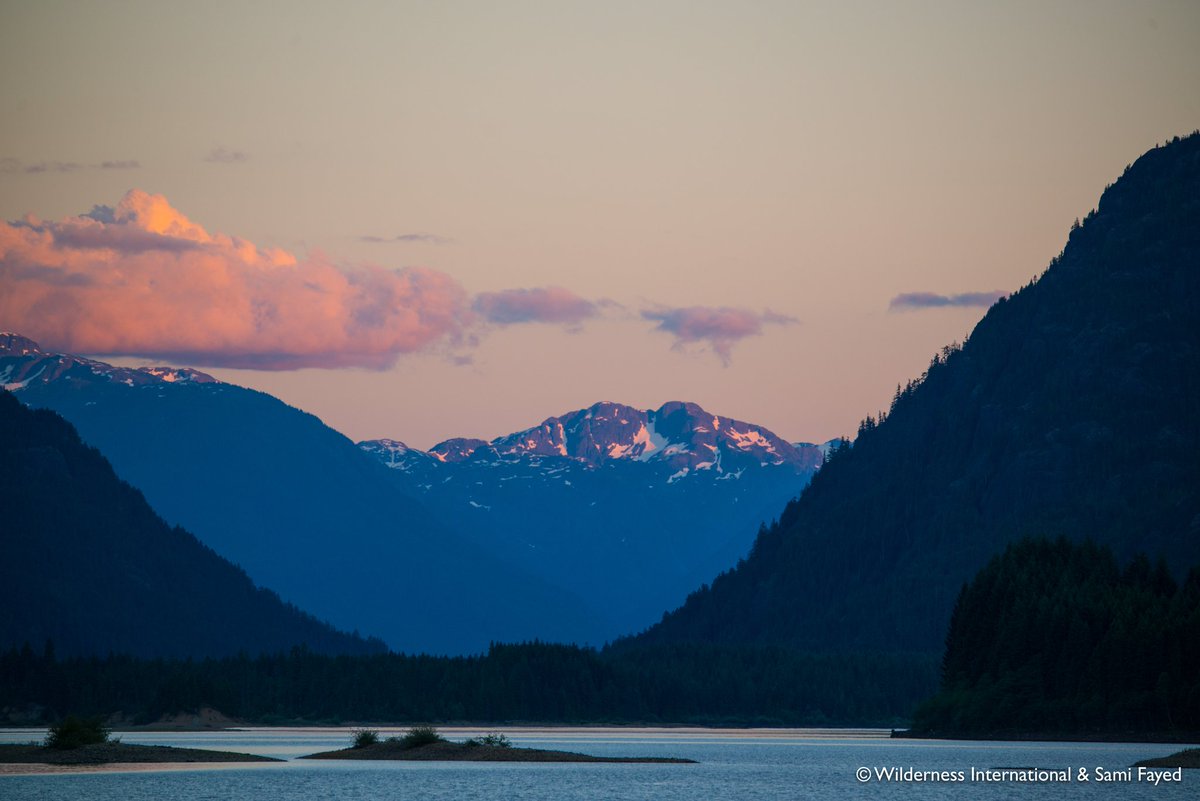 Wir waren bei unserem Besuch begeistert von der Unberührtheit und dem Artenreichtum des Gebietes. Wir zählten 25 Adler, sahen Kojoten, viele Hirsche und Reiher und wurden früh um fünf in unseren Zelten am Strand von einer Gruppe Orca-Wale aufgeweckt...
wildblog.org