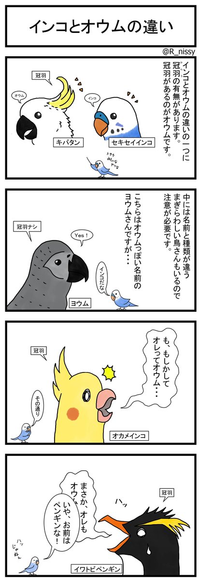 O Xrhsths R Nissy Sto Twitter インコとオウムの違いを聞かれると細かな特徴はいくつかあるのだけど これ一つ覚えておけば大丈夫かなといつも思うので突然ですが4コマ漫画にしてみました 意外と 簡単な分け方だよね 第2話につづく かな セキセイ O Xrhsths R Nissy Sto Twitter インコとオウムの違いを聞かれると細かな特徴はいくつかあるのだけど これ一つ覚えておけば大丈夫かなといつも思うので突然ですが4コマ漫画にしてみました 意外と 簡単な分け方だよね 第2話につづく かな セキセイ