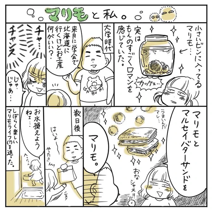 なぜだろう、小瓶に入ったマリモに憧れがありました 