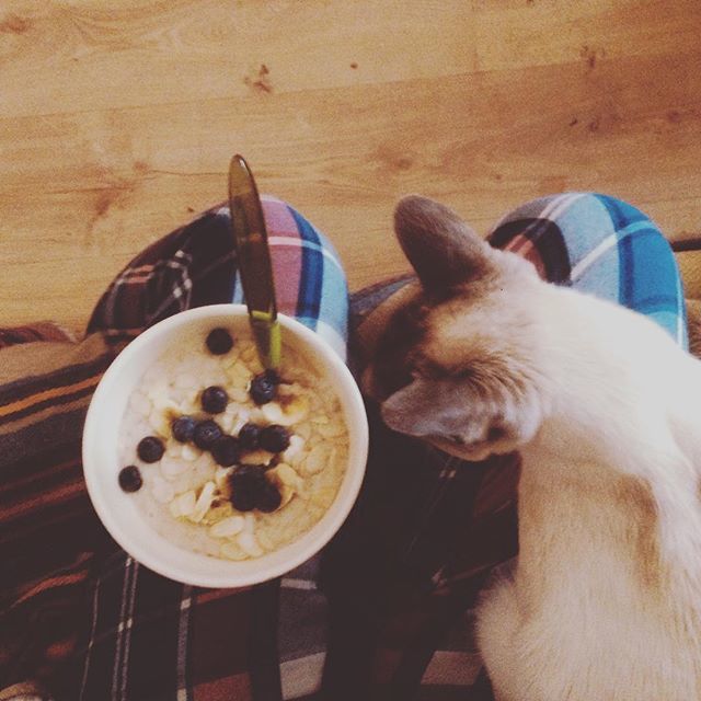 _VikkiKnowles's tweet photo. my ‘deliciously ella’ creamy #porridge this morning...coconut milk, bananas, blueberries, almonds... 😮 https://t.co/IfDDoPy2kN https://t.co/gM8a8Y6xS4