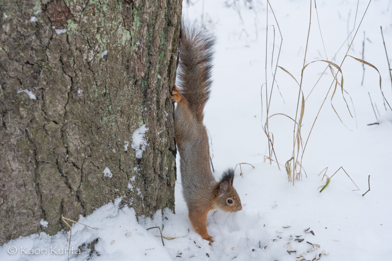 Travel Images Helsinki 数年ぶりに新規アカ作る 操作が以前と全然違って戸惑う 本当はコレ Squirrel Seurasaari Helsinki Finland Suomi Orava Handstand Snacktime Animal Wildanimals January18 ヘルシンキ フィンランド