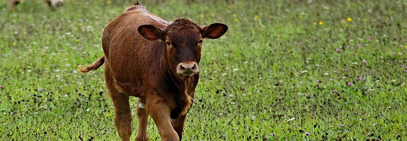 animalprofiling's tweet image. Neospora Testing Can Help Reduce Losses in Cattle Abortion - Learn more - animalprofiling.com/blog/neospora-…