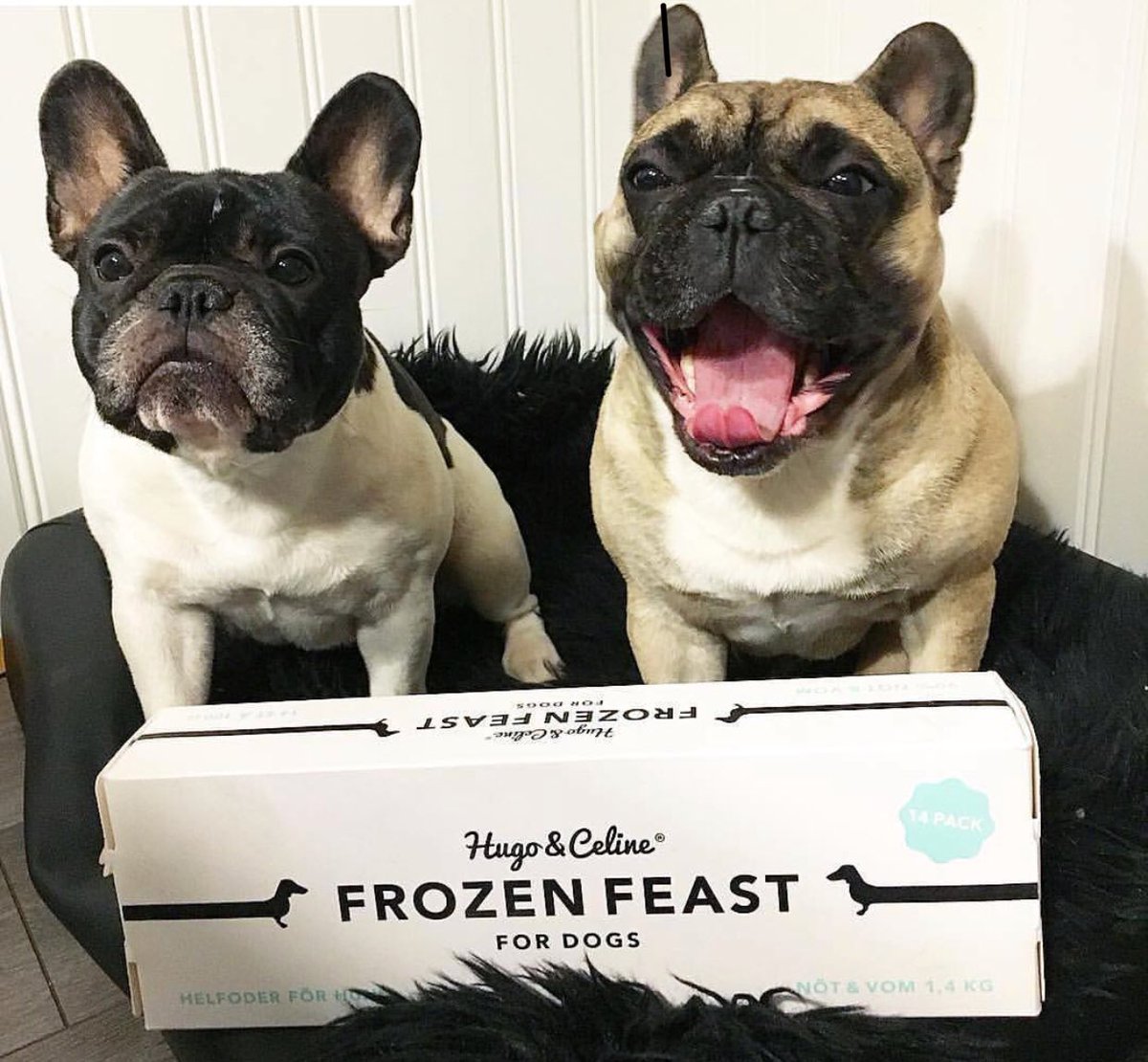 clickandlick's tweet photo. Woof Woof!  Ice Cream For Dogs! We have teamed up with the amazing Hugo &amp; Celine! We all know dogs love an ice cream 📦🍦🐶 Now that is something to be excited about, for your dog of course 💥📦🐶🍦 https://t.co/9igY7K4K8H