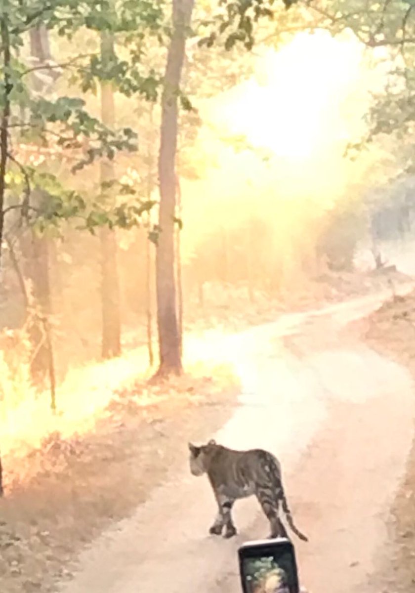 #Madhyapradeshtourism #hindustankadil amazingly well maintained tiger sanctuary in pench #tourismopportunities