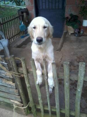 nonigsk's tweet photo. #URGENTE POR FAVOR: Se necesita hogar para esta Golden, esta en Valles del Tuy y no la pueden mantener más. Información: 04143984973.
¡¡¡RT!!! @MASCOTASDECALLE https://t.co/KA3uyzadEw