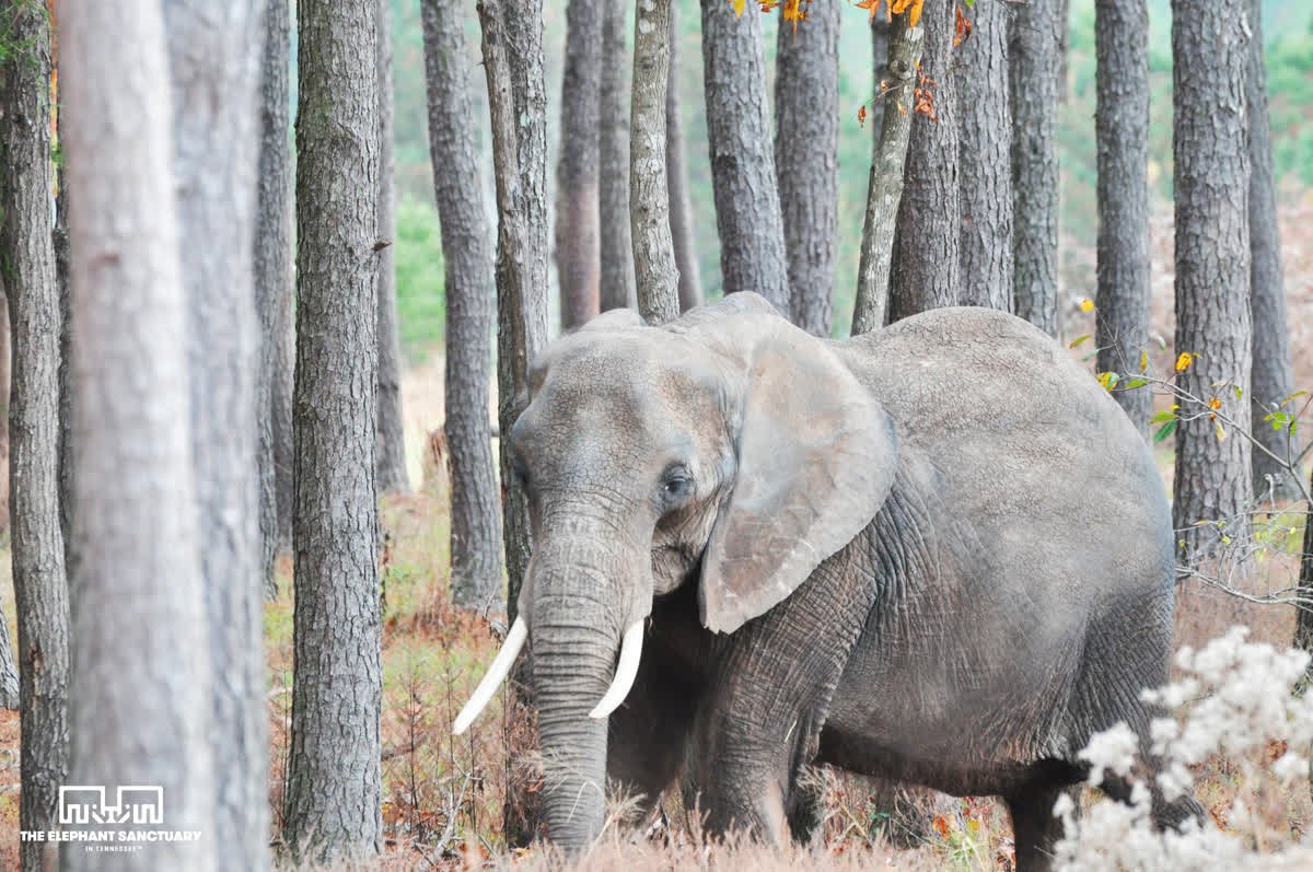 Court rules Nosey the elephant will stay at her sanctuary! 🐘🎉