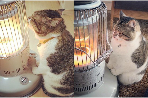 BuzzFeed's tweet image. This cat's relationship with a space heater is basically all of us this winter bzfd.it/2DXPDbZ