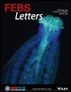 FEBS_Letters's tweet image. New issue now online! bit.ly/2DWi7TF #stemcells #metabolicreprogramming #APOBEC #RNAexosome #HIVreplication #Arabidopsis #chromatin #mitochondria #cholesterolsynthesis #fattyacidsynthesis #interferons #voltagegated #sodiumchannels #ubiquitin #ubiquitylation #Celegans