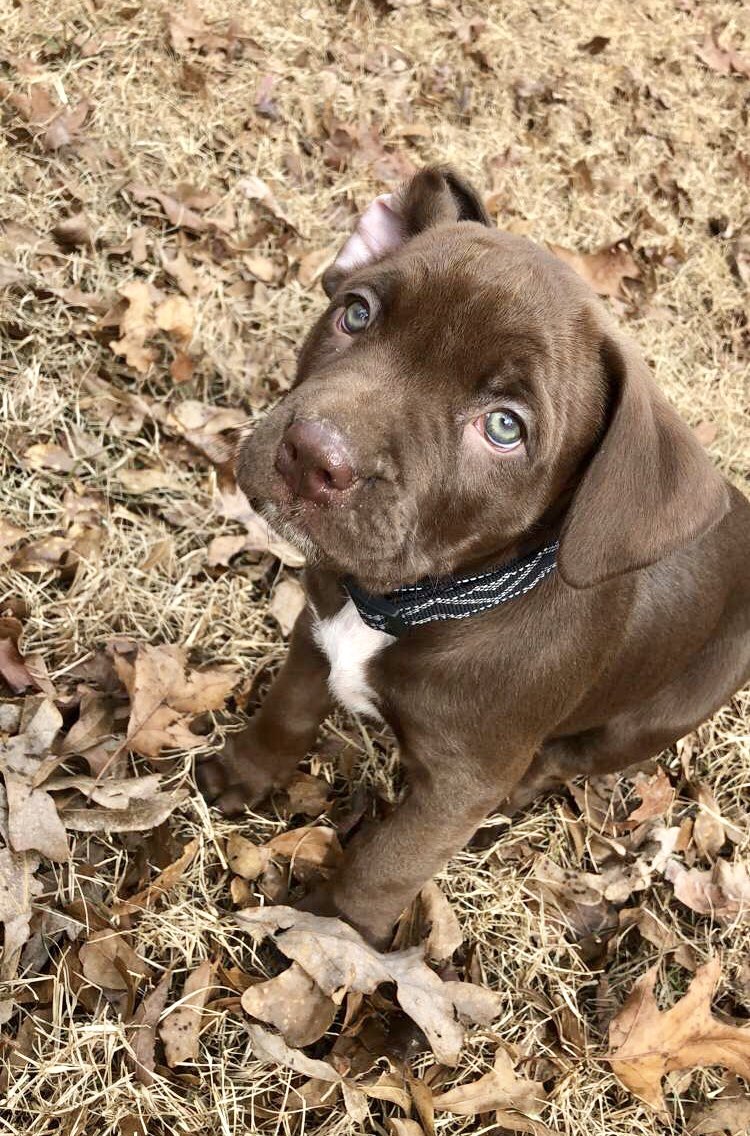cheyennekay0's tweet photo. Love my sweet Honey π #3rdfurbaby #chocolatelablove #puppylove https://t.co/Gf4ZEI6I5F