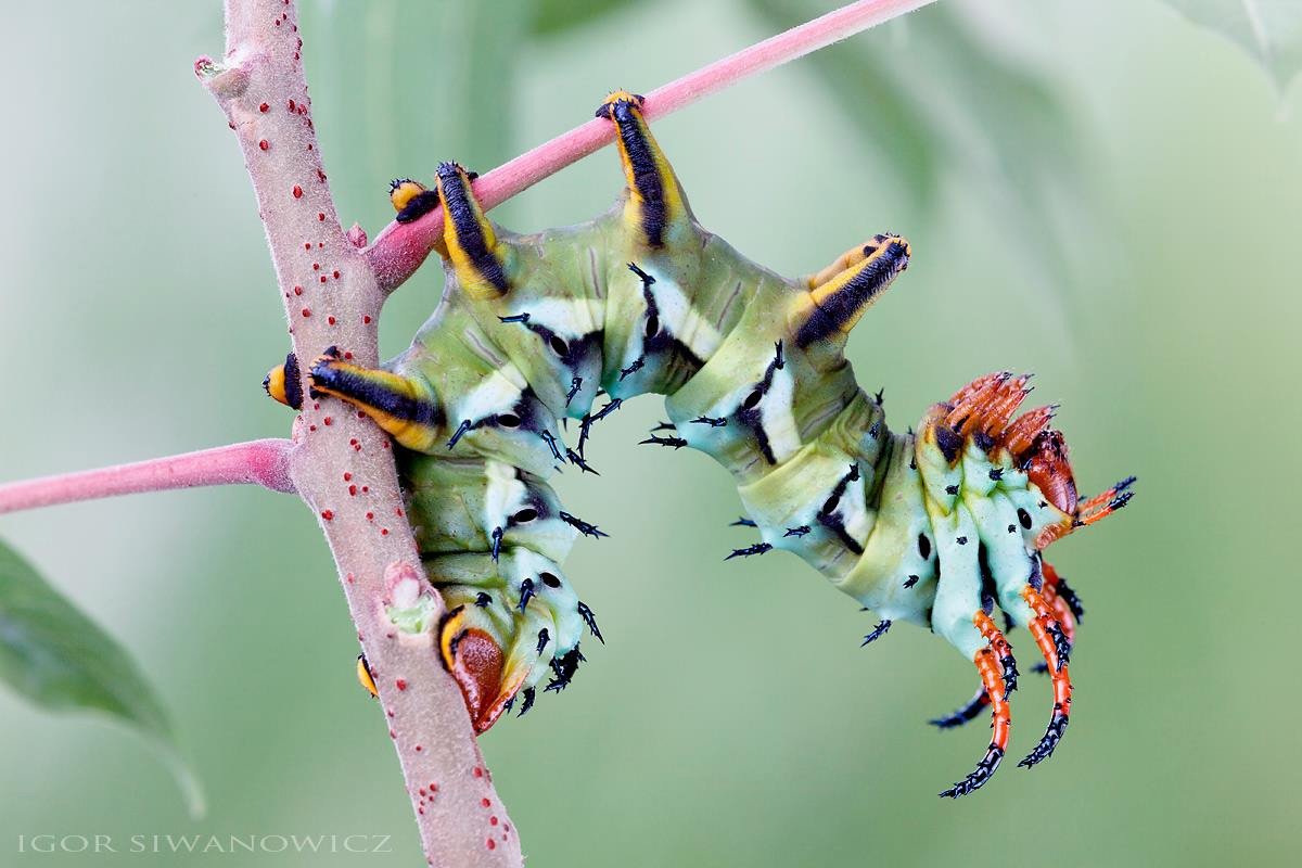 thisiscolossal's tweet image. Radically Unusual Caterpillars Captured by Photographer Igor Siwanowicz thisiscolossal.com/2018/01/radica…