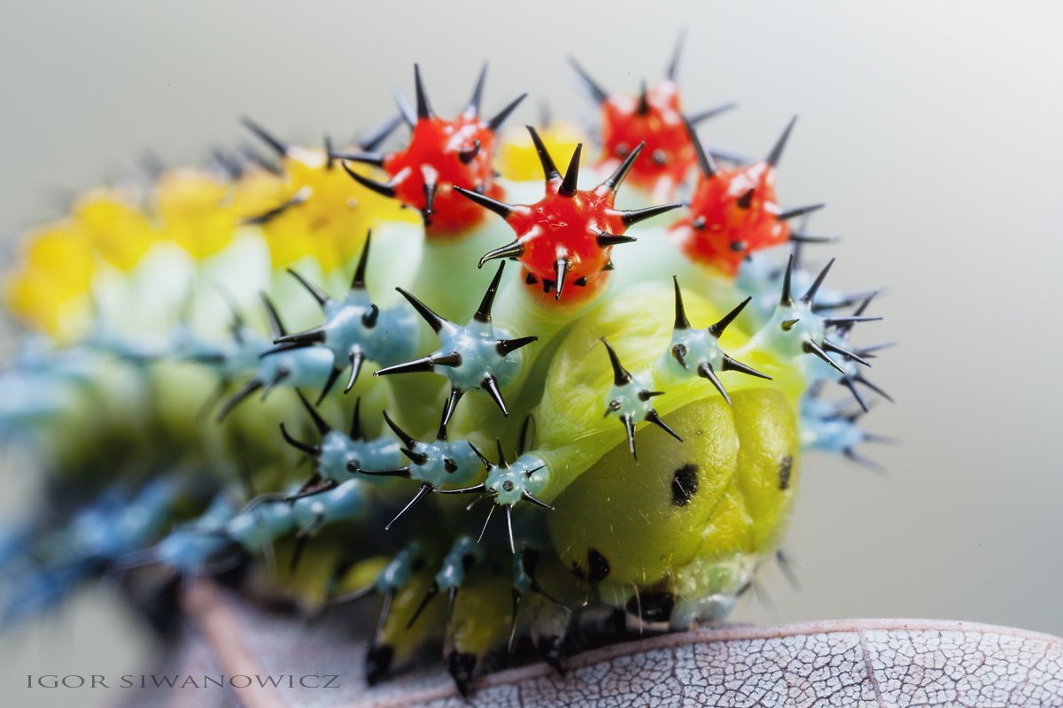 thisiscolossal's tweet image. Radically Unusual Caterpillars Captured by Photographer Igor Siwanowicz thisiscolossal.com/2018/01/radica…