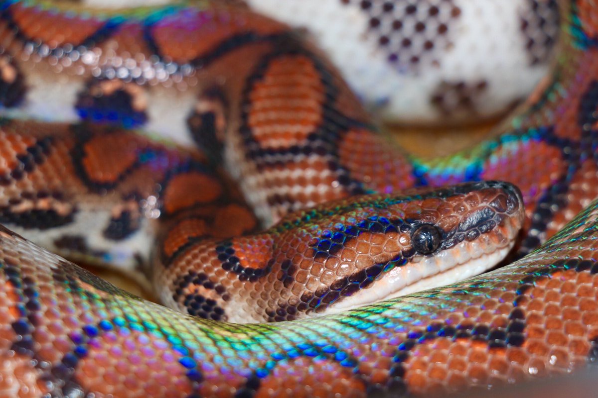 フラッシュ焚いたらすごいことになった