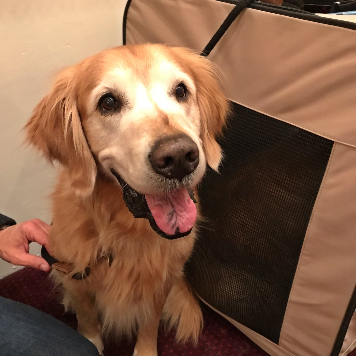 Westminster Kennel Club tweet media