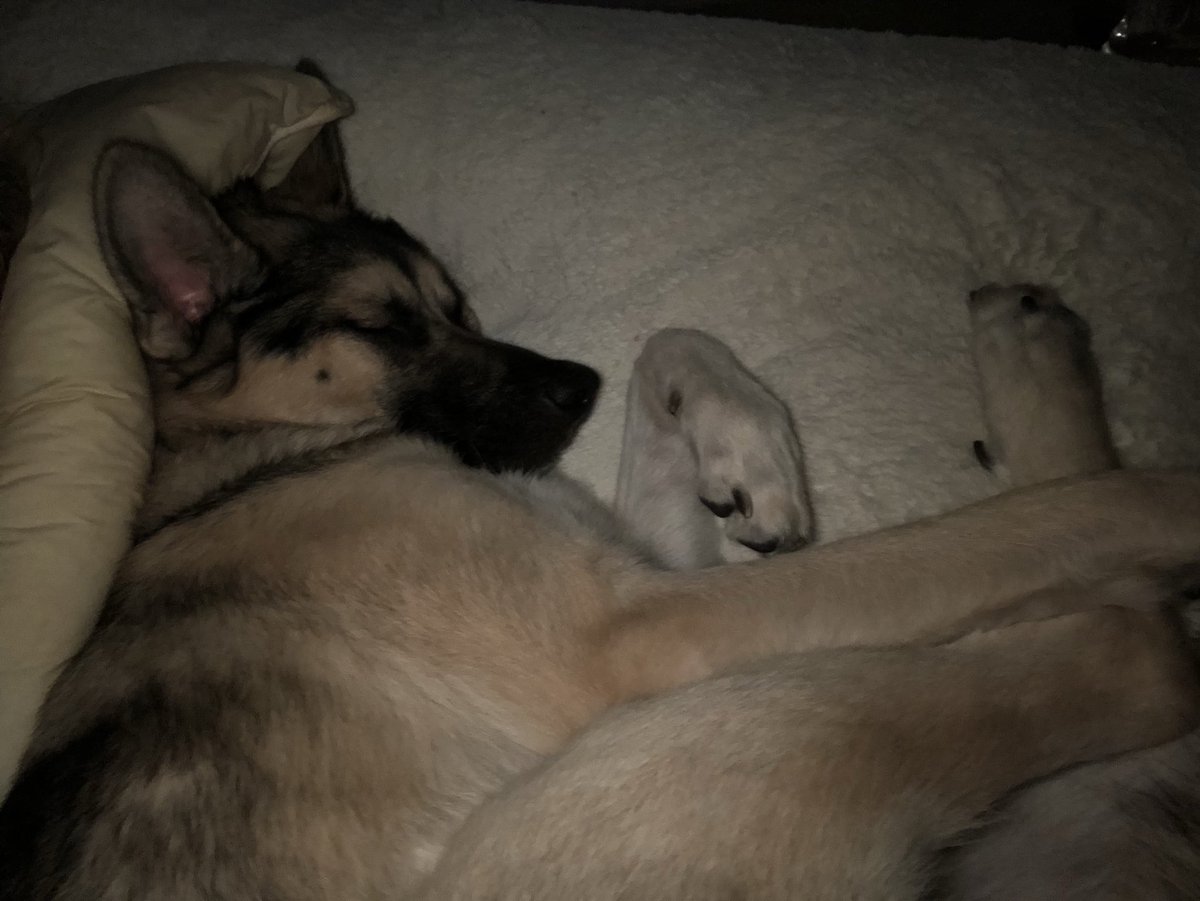 trinityg35's tweet image. My K9’s funny sleeping position. #spoileddoggo #Funny #Dontwakeme #dogsoftwitter #GermanShepherd #puppylove #Landshark 🐾🐾🐺🦈🤣💤