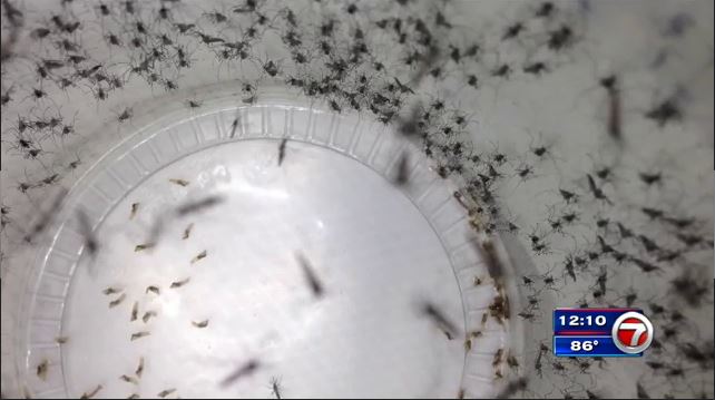 wsvn's tweet photo. Thousands of bacteria-infected mosquitoes will be released in South Miami in an effort to kill off Zika-carrying pests. https://t.co/KRLoI3m2Qo https://t.co/MqAMumX8jD