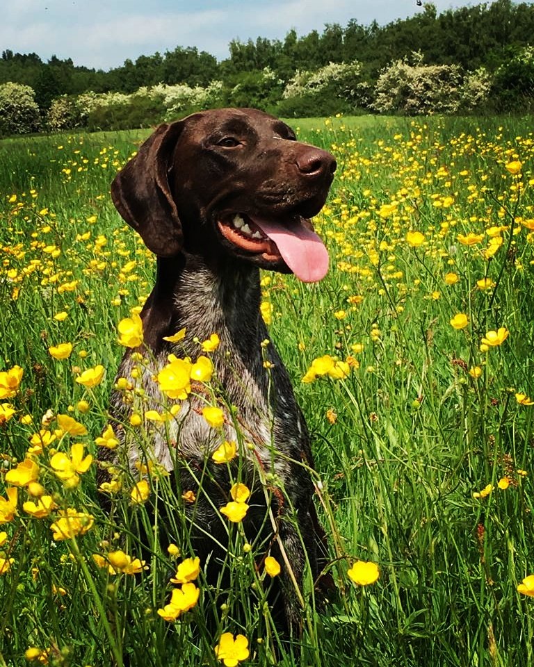 WarkSAR's tweet photo. Meet V - one of trainee search dogs! V is progressing well with her training, here is a picture of her looking very pleased with herself while 'off duty'.

#tongueouttuesday  #SearchDogs  #trailingdog https://t.co/rnbQl4NpLm