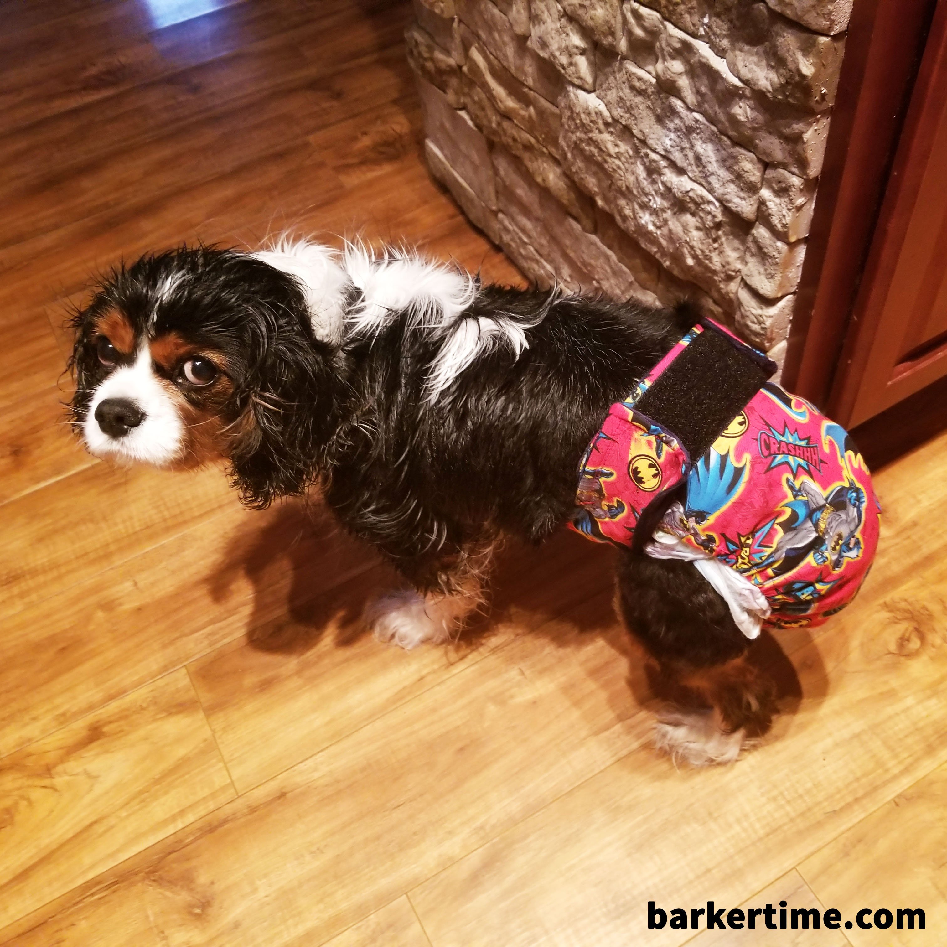 Barkertime dog diapers 2025