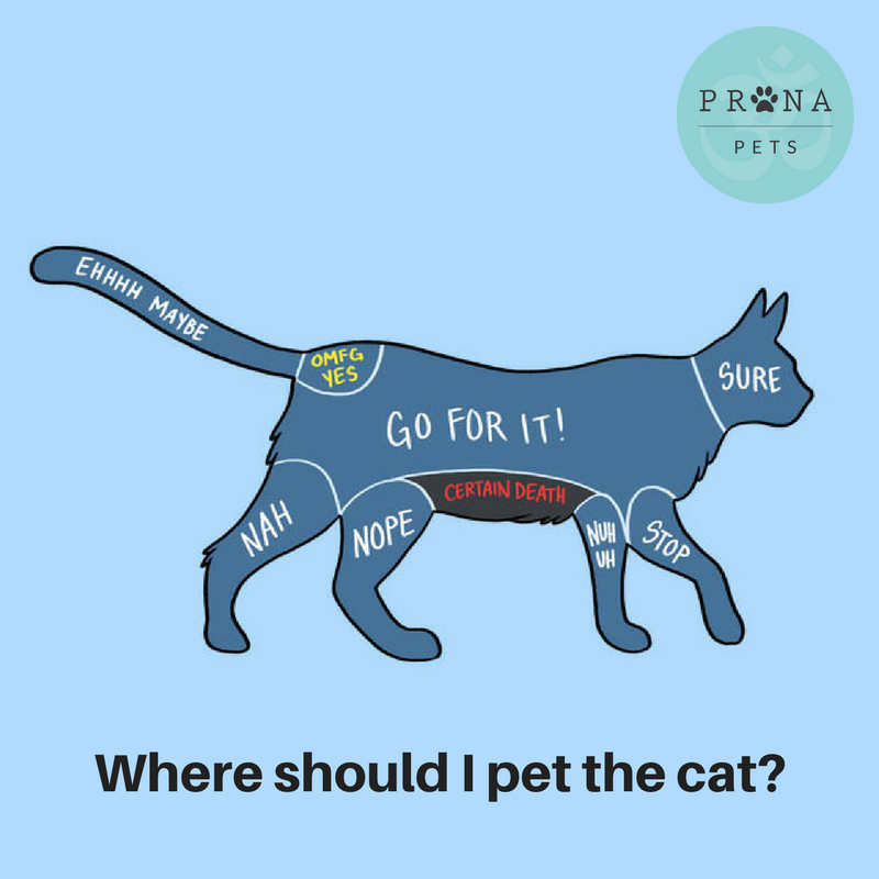 PranapetsFans's tweet photo. Where does your #cat like to be scratched most? https://t.co/w4OhJxZCWB