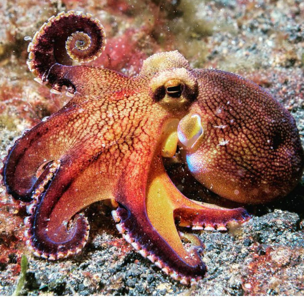octopus sentience